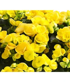 Elatior-Begonie - Begonia Elatior, Busch, Verschiedene Sorten -Günstig Gartenbedarf 8593600 WE DE 004 BegonieBegoniaElatiorKuebelT23DehnerExpressHerzig