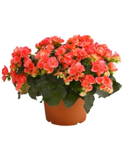 Elatior-Begonie - Begonia Elatior, Busch, Verschiedene Sorten -Günstig Gartenbedarf 8593600 WE FS 001 BegonieBegoniaElatiorKuebelT23DehnerExpressHerzig1
