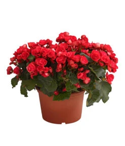 Elatior-Begonie - Begonia Elatior, Busch, Verschiedene Sorten -Günstig Gartenbedarf 8593600 WE FS 003 BegonieBegoniaElatiorKuebelT23DehnerExpressHerzig1