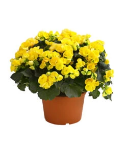 Elatior-Begonie - Begonia Elatior, Busch, Verschiedene Sorten -Günstig Gartenbedarf 8593600 WE FS 004 BegonieBegoniaElatiorKuebelT23DehnerExpressHerzig1
