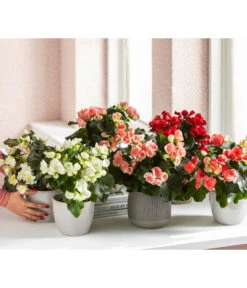 Elatior-Begonie - Begonia Elatior, Busch, Verschiedene Sorten -Günstig Gartenbedarf 8593600 WE MO 001 Gartenbegonie Content 2021