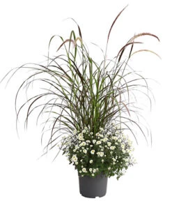Herbst-Chrysantheme Mit Ziergras -Günstig Gartenbedarf 8594269 PR FS 003 ChrysanthemumMultifloraMitPennisetumRubrumT25OWDehnerExpressHerzig