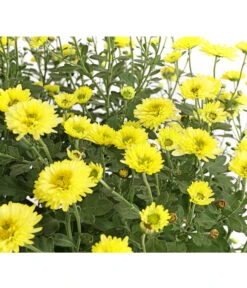 Herbst-Chrysantheme Mit Ziergras -Günstig Gartenbedarf 8594269 WE DE 001 ChrysanthemumMultifloraMitPennisetumRubrum25DehnerExpressHerzig