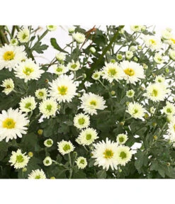 Herbst-Chrysantheme Mit Ziergras -Günstig Gartenbedarf 8594269 WE DE 003 ChrysanthemumMultifloraMitPennisetumRubrum25DehnerExpressHerzig