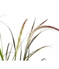 Herbst-Chrysantheme Mit Ziergras -Günstig Gartenbedarf 8594269 WE DE 004 ChrysanthemumMultifloraMitPennisetumRubrum25DehnerExpressHerzig