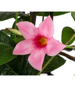 Dipladenie, Pyramide, Rosa -Günstig Gartenbedarf 8594434 WE DE 001 MandevillaPyramidePinkT17