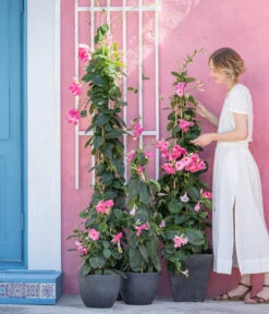 Dipladenie, Pyramide, Rosa -Günstig Gartenbedarf 8594434 WE MO 001 DiplandenienMadevilla