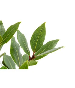 Echter Lorbeer, Stämmchen -Günstig Gartenbedarf 8596140 PR DE 001 LorbeerLaurusNobilisStammT18DehnerExpressHerzig