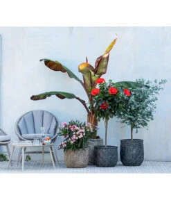 Eukalyptus, Stämmchen -Günstig Gartenbedarf 8596744 WE MO 001 NeriumOleander