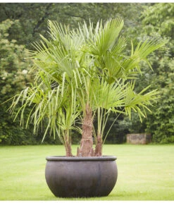 Bestseller -Günstig Gartenbedarf 8607855 PR MO 001 Polystone SchaleEmpireBlumentopfBlumenvasePflanztopfHanfpalmeTrachycarpusFortuneiGruppe