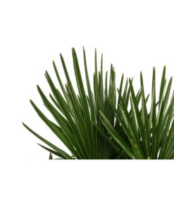 Hanfpalme, Multistamm -Günstig Gartenbedarf 8607855 WE DE 001 HanfpalmeTrachycarpusFortuneiT36