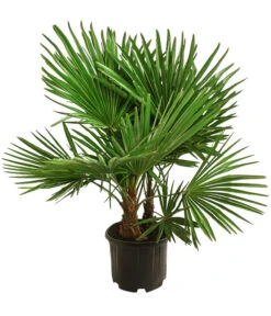 Bestseller 8 Hanfpalme, Multistamm