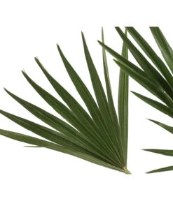 Zwergpalme 'Vulcano' -Günstig Gartenbedarf 8607905 WE DE 002 ChamaeropsVulcanoT18