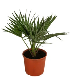 Bestseller 13 Zwergpalme 'Vulcano'