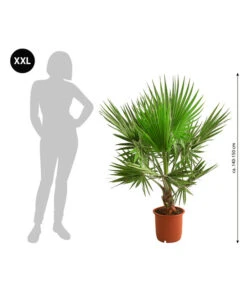 Bestseller -Günstig Gartenbedarf 8608036 WE BG 001 XXL Faecherpalme140150cm