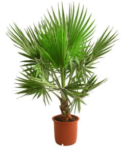 Bestseller 3 XXL Fächerpalme