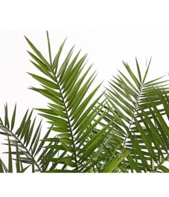 XXL Kanarische Dattelpalme, Ca. 140-160 Cm -Günstig Gartenbedarf 8608721 PR DE 001 PhoenixCanariensisT28DehnerExpressHerzig