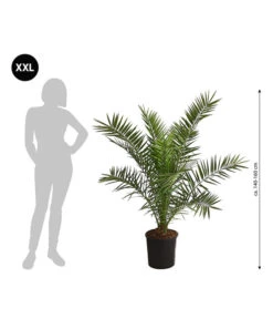 XXL Kanarische Dattelpalme, Ca. 140-160 Cm -Günstig Gartenbedarf 8608721 WE BG 001 XXLKanarischeDattelpalme140160cm