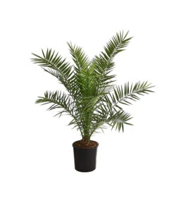 Bestseller 7 XXL Kanarische Dattelpalme, Ca. 140-160 Cm