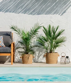 Bestseller -Günstig Gartenbedarf 8608721 WE MO 002 ZwergpalmeChamaeropsHumilisKanarischeDattelpalmePhoenixCanariensisUweSauer