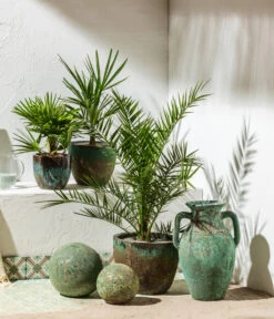 Bestseller -Günstig Gartenbedarf 8608838 8607905 WE MO 001 Palmen