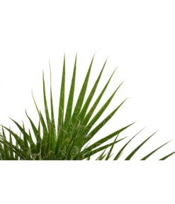 Fächerpalme, Mehrstämmig -Günstig Gartenbedarf 8608903 WE DE 001 FaecherpalmeWashingtoniaRobustaGruppenT17