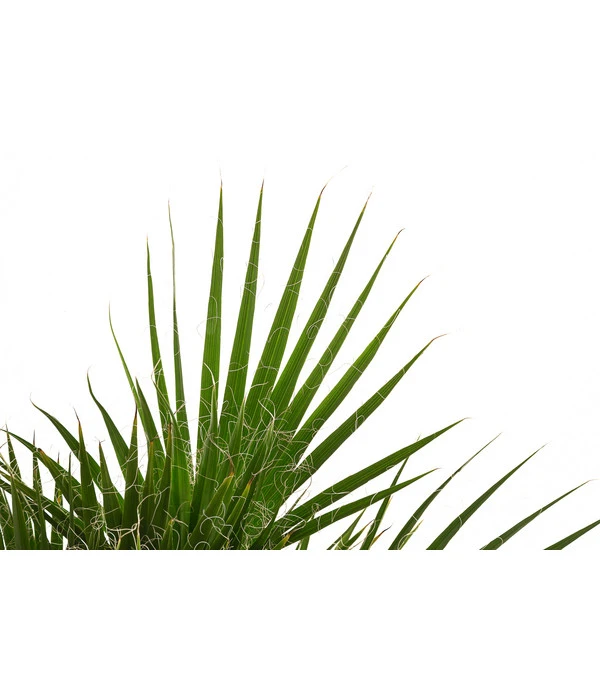 Fächerpalme, Mehrstämmig - Image 2