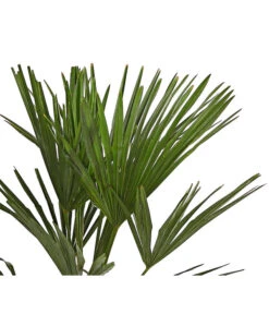 Hanfpalme -Günstig Gartenbedarf 8609059 WE DE 001 TrachycarpusFortuneiOWT20DehnerExpressHerzig