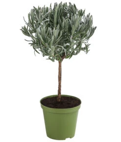 Bestseller 9 Dehner Gourmet Garten Lavendel, Hochstamm