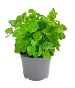 Bestseller 15 Dehner Gourmet Garten Zitronenmelisse