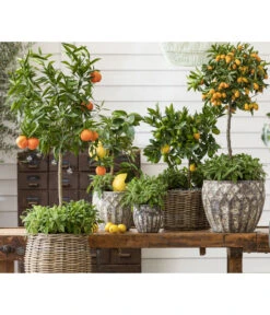Dehner Gourmet Garten Salbei -Günstig Gartenbedarf 8610271 WE MO 001 SalviaSalbei2022GC02