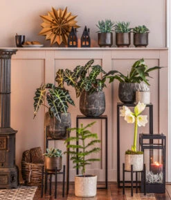 Metall-Pflanzenständer Ascot, Schwarz -Günstig Gartenbedarf 8611253 WE MO 002 ZimmertanneAraucariaT13 GodJul GC16 2022 BL POS