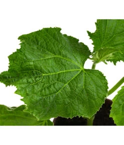 Bio Schlangengurke Im Pottburri®-Topf -Günstig Gartenbedarf 8611287 WE DE 001 BioPBSchlangengurke