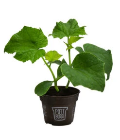 Bestseller -Günstig Gartenbedarf 8611287 WE FS 001 BioPBSchlangengurke