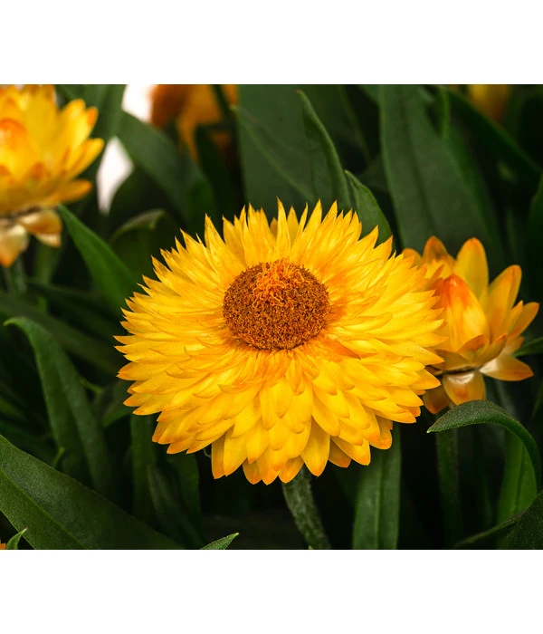 Strohblume, Gelb 4 Strohblume, Gelb - Image 2