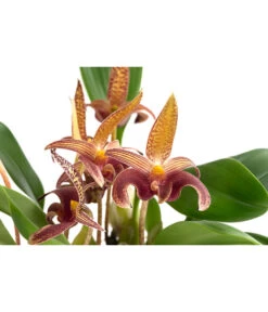 Orchidee - Bulbophyllum Lobbii -Günstig Gartenbedarf 8627655 WE DE 001 BulbophyllumLobbiiT12