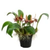 Orchidee - Bulbophyllum Lobbii -Günstig Gartenbedarf 8627655 WE FS 001 BulbophyllumLobbiiT12