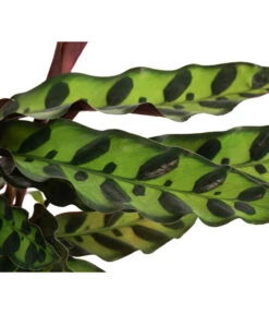 Korbmarante - Calathea Lancifolia -Günstig Gartenbedarf 8627721 WE DE 001 CalatheaInsignisT12