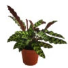 Korbmarante - Calathea Lancifolia 1 Korbmarante - Calathea Lancifolia -Günstig Gartenbedarf 8627721 WE FS 001 CalatheaInsignisT12