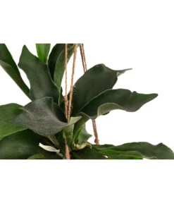 Kokodama-Ampel Geweihfarn - Platycerium -Günstig Gartenbedarf 8627812 WE DE 001 KokodamaPlatyceriumT17DehnerExpressHerzig