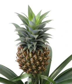 Ananaspflanze - Ananas Comosus, In Keramik -Günstig Gartenbedarf 8627978 WE DE 001 AnanaspflanzeInKeramik