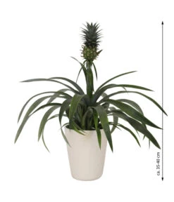 Ananaspflanze - Ananas Comosus, In Keramik -Günstig Gartenbedarf 8627978 WE FS 003 AnanaspflanzeInKeramik