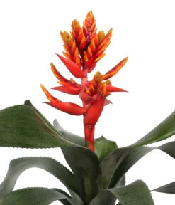Lanzenrosette - Aechmea Pepita 'Elegant Flames', In Keramik -Günstig Gartenbedarf 8627994 WE DE 001 AechmeaPepitaElegantInKeramik