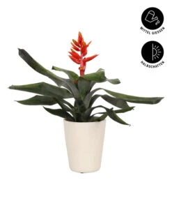 Lanzenrosette - Aechmea Pepita 'Elegant Flames', In Keramik -Günstig Gartenbedarf 8627994 WE FS 002 AechmeaPepitaElegantInKeramik