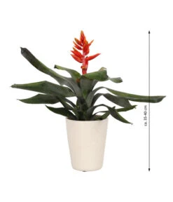 Lanzenrosette - Aechmea Pepita 'Elegant Flames', In Keramik -Günstig Gartenbedarf 8627994 WE FS 003 AechmeaPepitaElegantInKeramik
