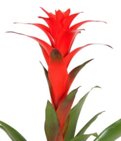 Guzmanie - Guzmania Calypso, In Keramik -Günstig Gartenbedarf 8628018 WE DE 001 GuzmaniaCalypsoInKeramik