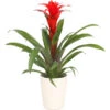 Guzmanie - Guzmania Calypso, In Keramik -Günstig Gartenbedarf 8628018 WE FS 001 GuzmaniaCalypsoInKeramikT13