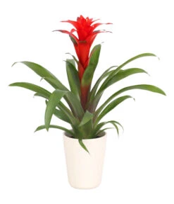 Bestseller 18 Guzmanie - Guzmania Calypso, In Keramik