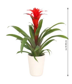 Guzmanie - Guzmania Calypso, In Keramik -Günstig Gartenbedarf 8628018 WE FS 003 GuzmaniaCalypsoInKeramik