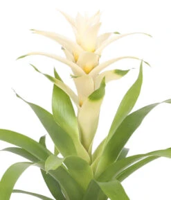 Guzmanie - Guzmania 'Deseo White', In Keramik -Günstig Gartenbedarf 8628026 WE DE 001 GuzmaniaDeseoInKeramik